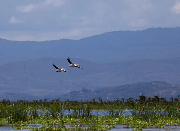ナイバシャ湖の上を飛んでペリカンπελεκάνους που πετούν πάνω από τη λίμνη Ναϊβάσα — Φωτογραφία Αρχείου