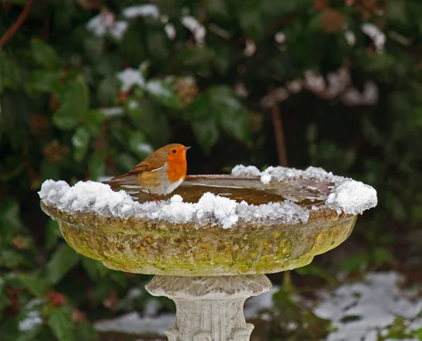 Robin on bird bath in snow — Stock Photo, Image