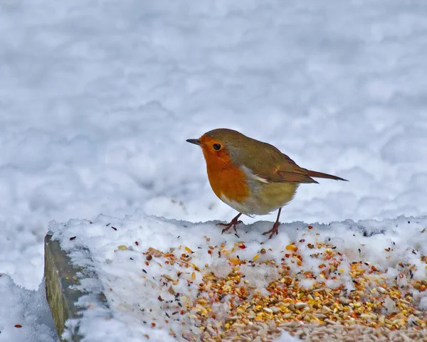Robin on ground feeder in snow — Stock Photo, Image