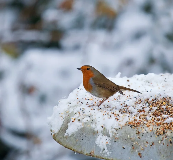 Robin europeo sull'alimentatore nella neve — Foto Stock