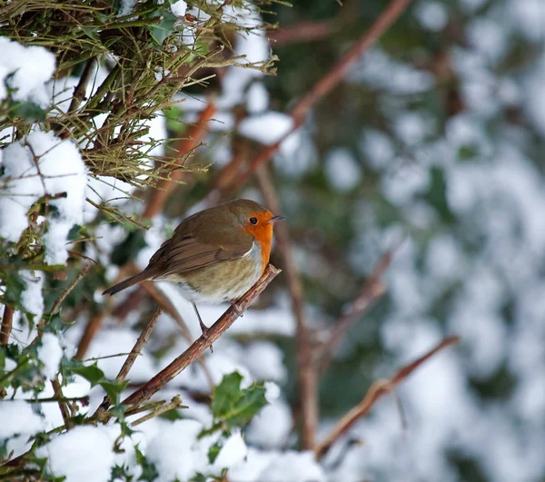 Rotkehlchen auf Hecke im Schnee — Stockfoto