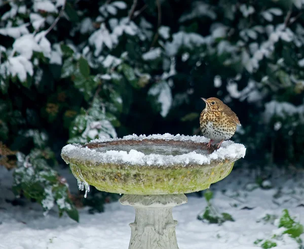 Song Thrush on bird bath in snow — Stock Photo, Image