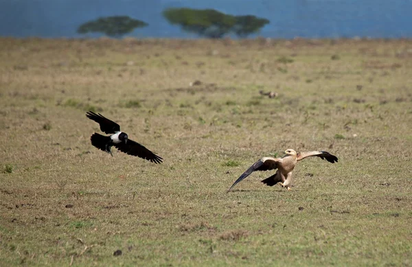 Tawny Eagle and Pied Crow — Stock Photo, Image