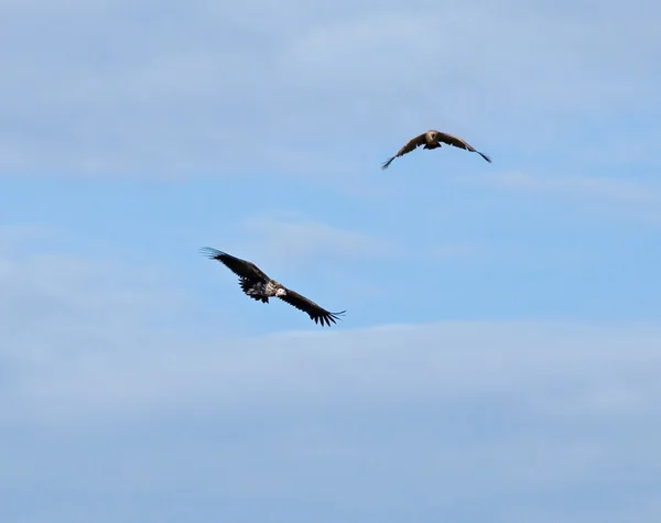 非洲秃鹰的天空 — 图库照片
