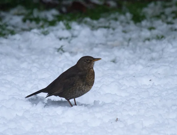 Jonge blackbird in sneeuw — Stockfoto