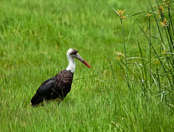 Woolly-necked Stork — Stock Photo, Image