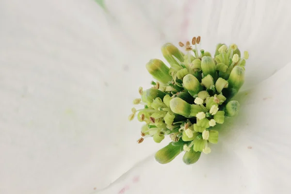 Kızılcık çiçeği — Stok fotoğraf