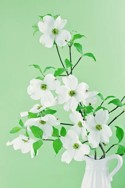 Dogwood květy kytice — Stock fotografie