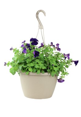 Isolated Petunias clipart