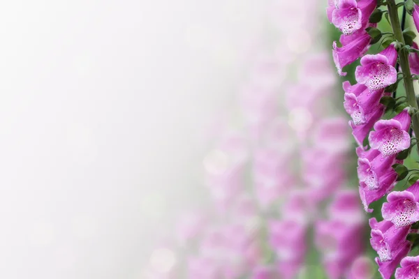 Foxglove fleur — Photo