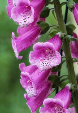Foxglove Flower clipart