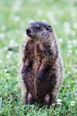 Groundhog clipart