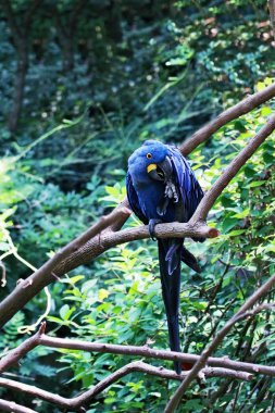 Hyacinth Macaw clipart