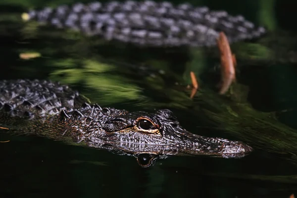 stock image American Alligator