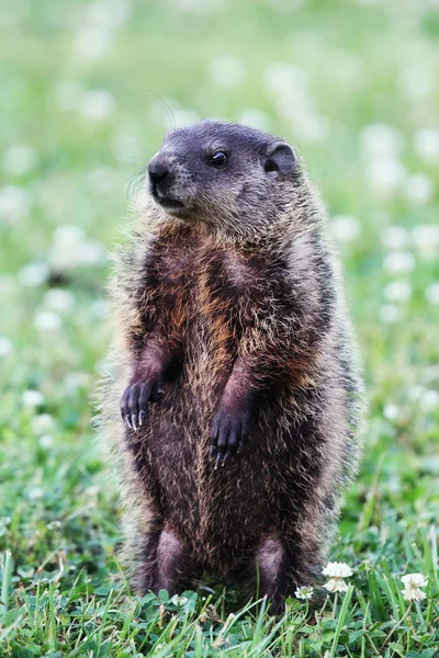 stock image Groundhog