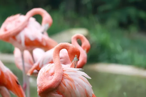 Rózsaszín flamingó — Stock Fotó