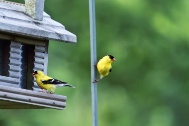 American Goldfinch clipart