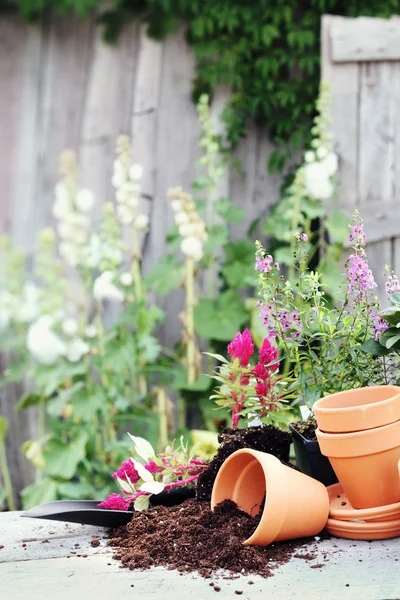 Preparing Flower Pots — Stockfoto