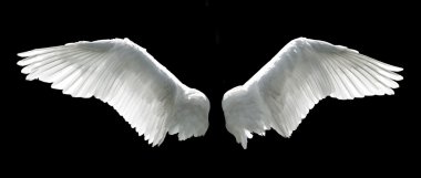 Angel wings clipart