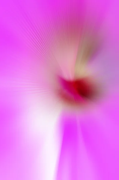 Abstraktní růžové pozadí — Stock fotografie