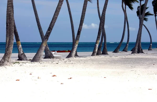 Rij van palmbomen op ongerepte witte zand strand — Stockfoto