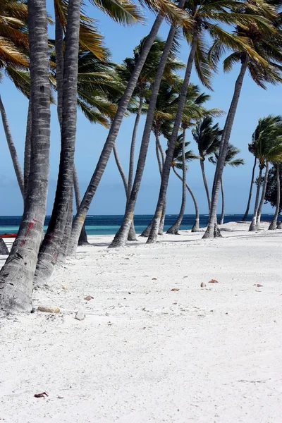 Row of palm trees on pristine white sand beach — Stock Photo, Image