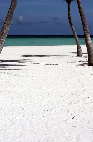 Palme che incorniciano una spiaggia di sabbia bianca e un paesaggio turchese — Foto Stock