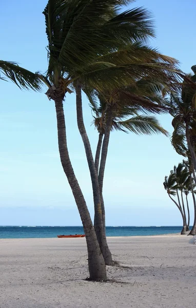 Fila di palme sulla spiaggia all'alba — Foto Stock