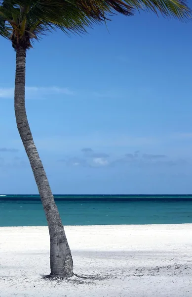 Palm tree on pristine white sand beach — Stock Photo, Image