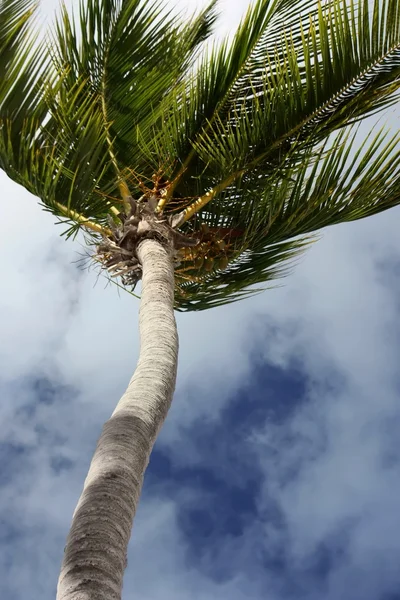 Albero di palma cielo azzurro — Foto Stock