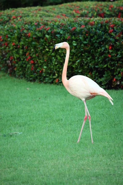 Flamingo Bahçe — Stok fotoğraf