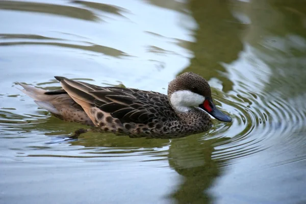 Duck in pond — Stock Photo, Image