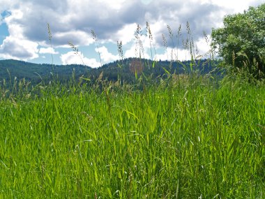 Grassy Field with Mountains and a Partly Cloudy Blue Sky in Background clipart