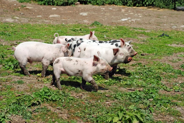 Grupp av baby svin — Stockfoto