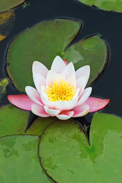 stock image Pink water lilly