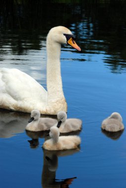 Swan with baby chicks clipart