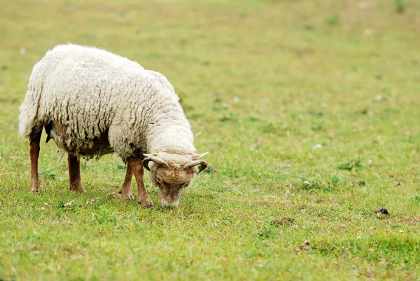 Pastoreio de ovinos — Fotografia de Stock
