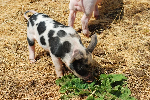 Spotted pig closeup — Stock Photo, Image