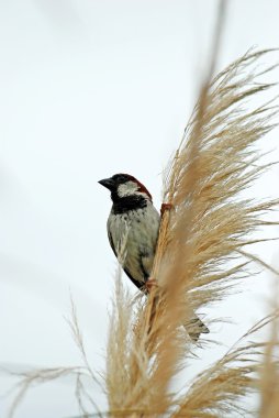 Finch çimenlerin üzerinde