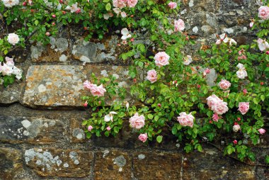 Pink roses on an old stone wall clipart