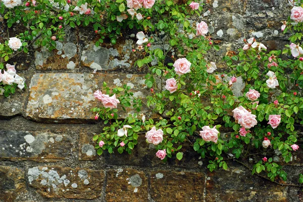 Roses roses sur un vieux mur de pierre — Photo