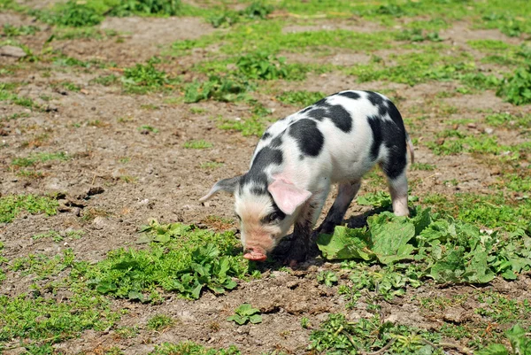 Spotted pig — Stock Photo, Image
