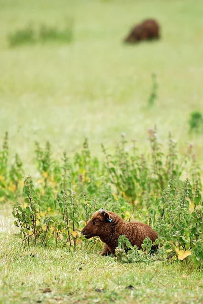 Cordero marrón descansando — Foto de Stock