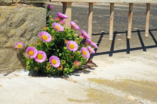Paarse daisy groeien in rock — Stockfoto