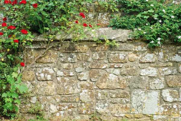 stock image Roses on a stone wall