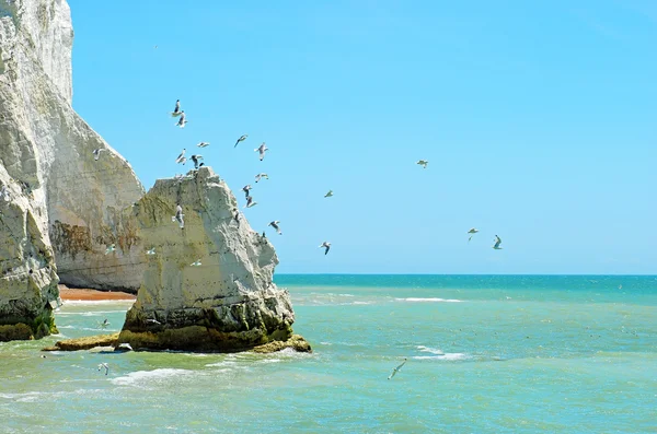 Beyaz tebeşir cliff kuşlar — Stok fotoğraf