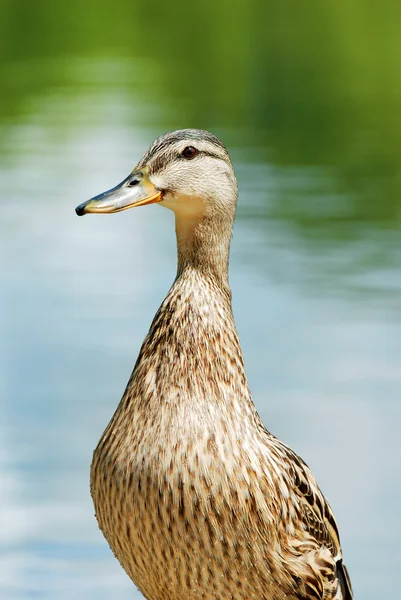 Closeup ıslak siyah ördek — Stok fotoğraf