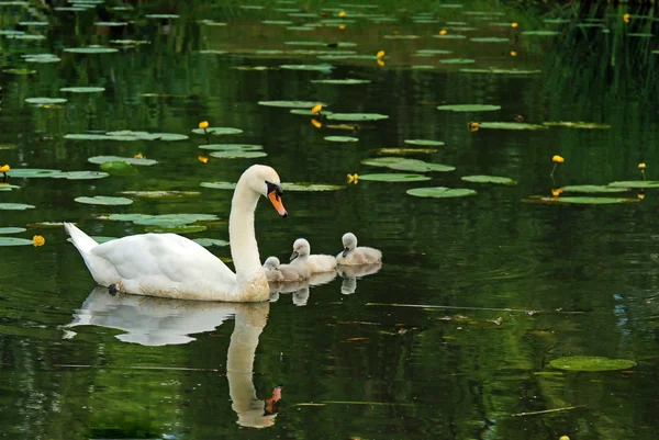 Bebek ile anne Kuğu