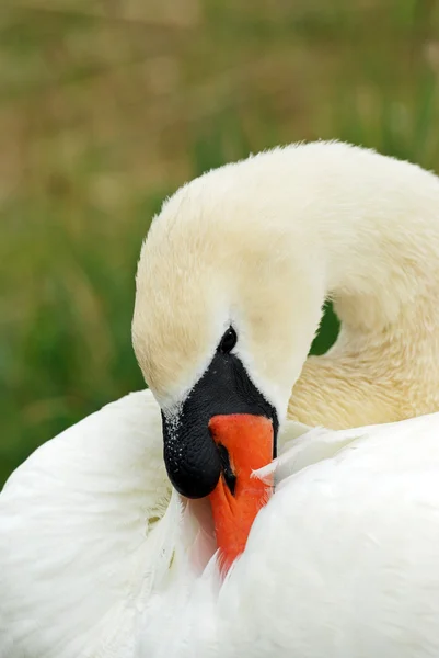 stock image Swan closeup