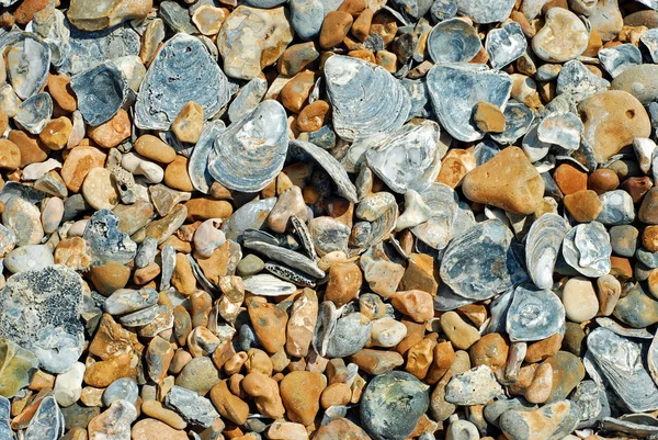 Plaj taşlar ve kabuk arka — Stok fotoğraf
